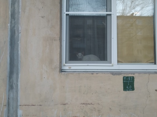 Кошки оставляют следы своих лапок в наших сердцах