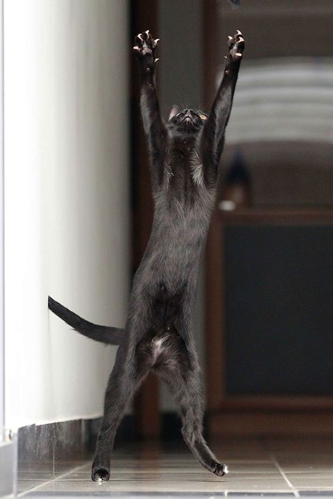 Которник