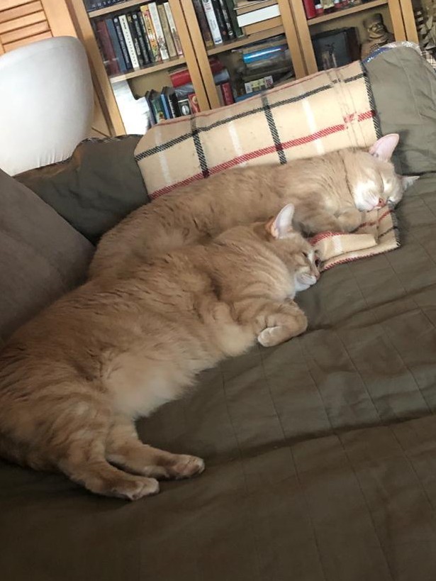 Мои личные котейки к котовторнику!