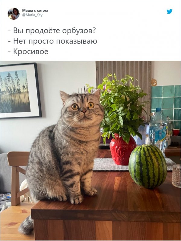 Баянисто-небаянистый юмор 04.08.21