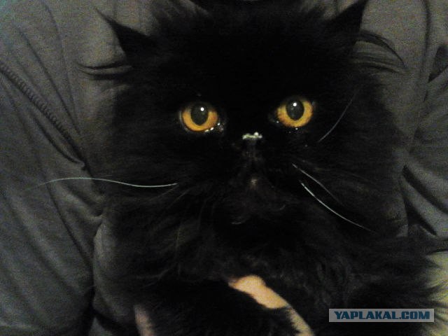 Последний котовторник лета