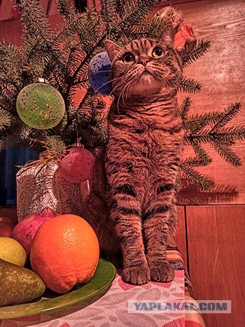 Котовторник 11.01.22
