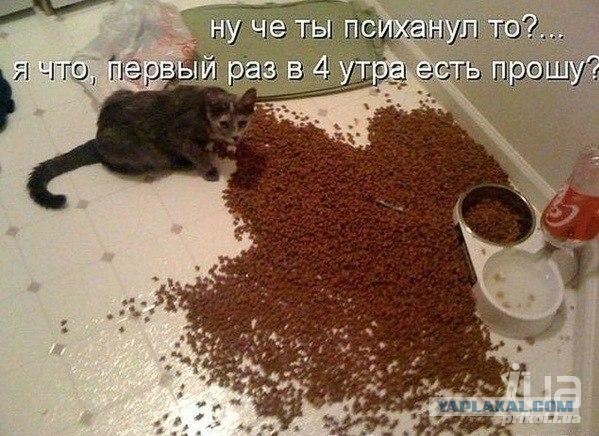Картинки. Баян-прибоян Япа