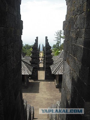 Они живут только 40 лет