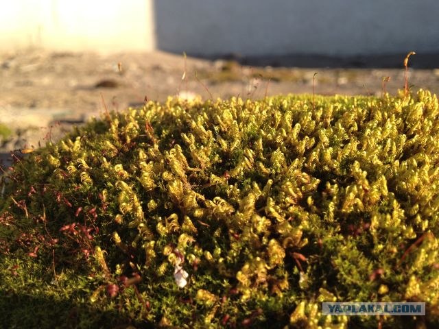 Москва-Воркута.Или туда и обратно.