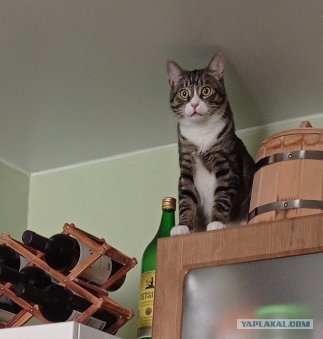 Я принес тебе дохлую мышь...