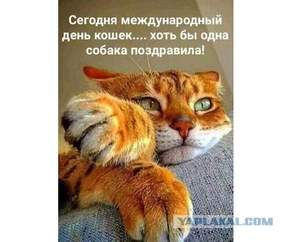 Сегодня всемирный день кошек!