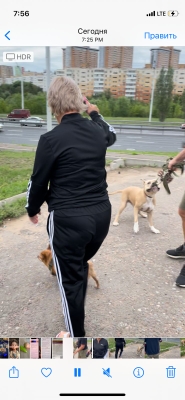 В Севастополе две бойцовские собаки разодрали женщину
