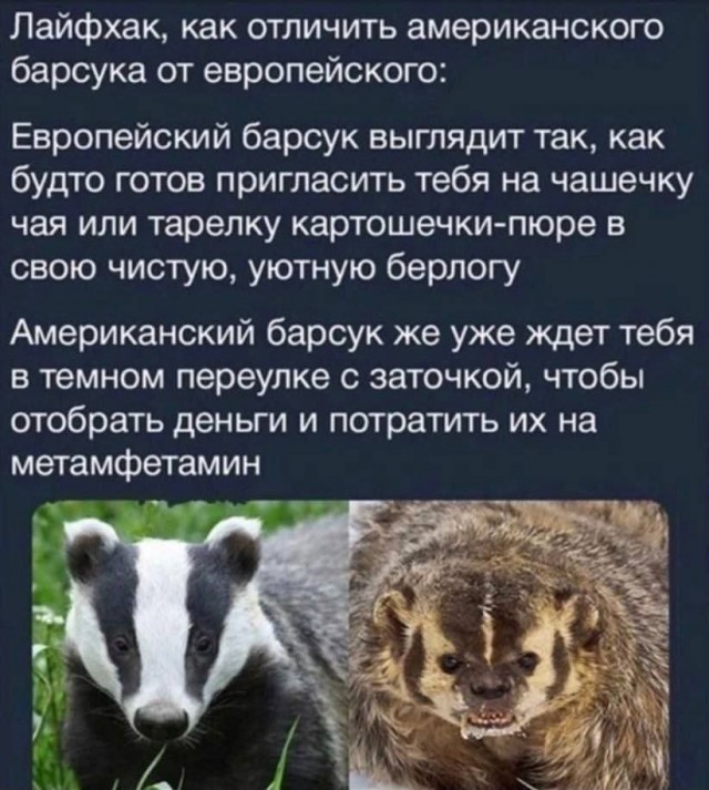 Веселые картинки к понедельнику (14.10)