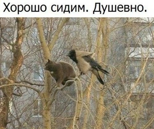 Котовторник в картинках