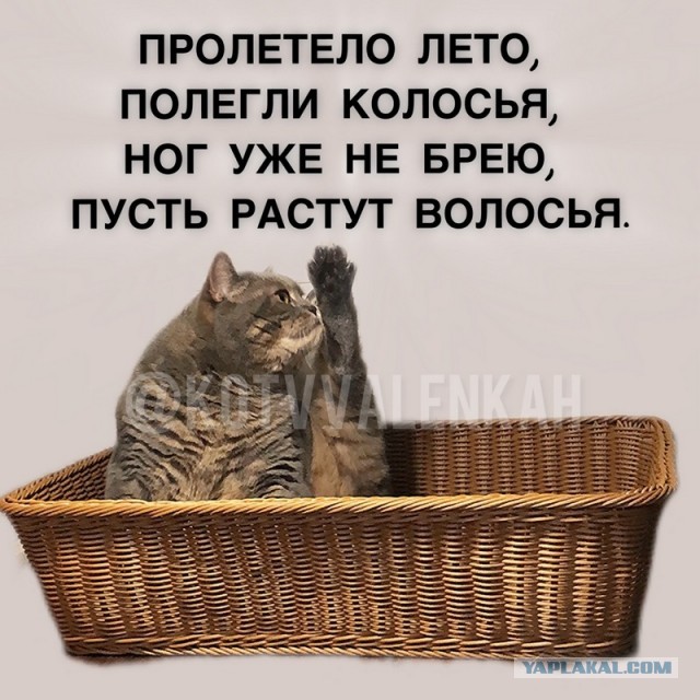Манифест от отчаявшегося ЯПовчанина Сова82
«Даёшь деградацию! Вернём ЯП в истоки!»