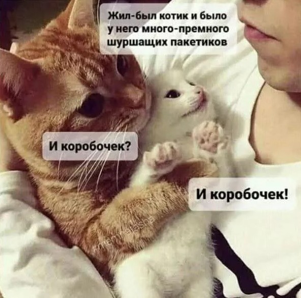 К котовторнику: подборка картинок-баянов с котиками и про котиков. Выпуск 12