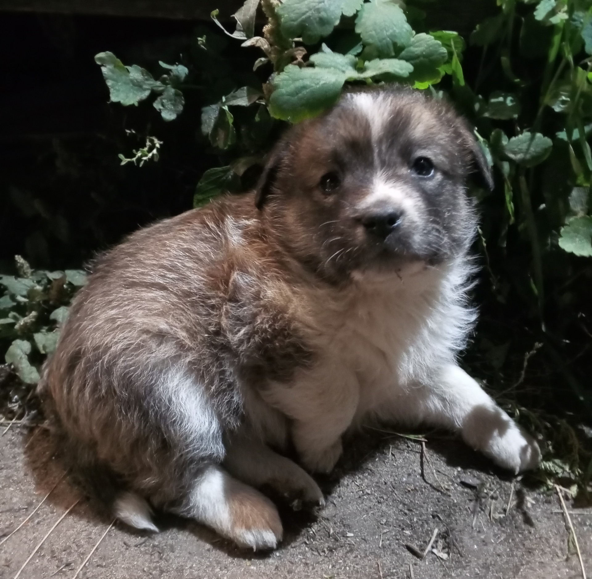 Как назвать?