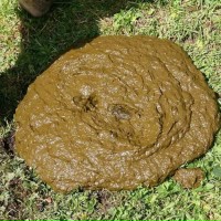 Юный ганкста решил отжать немного мёда у пчёл