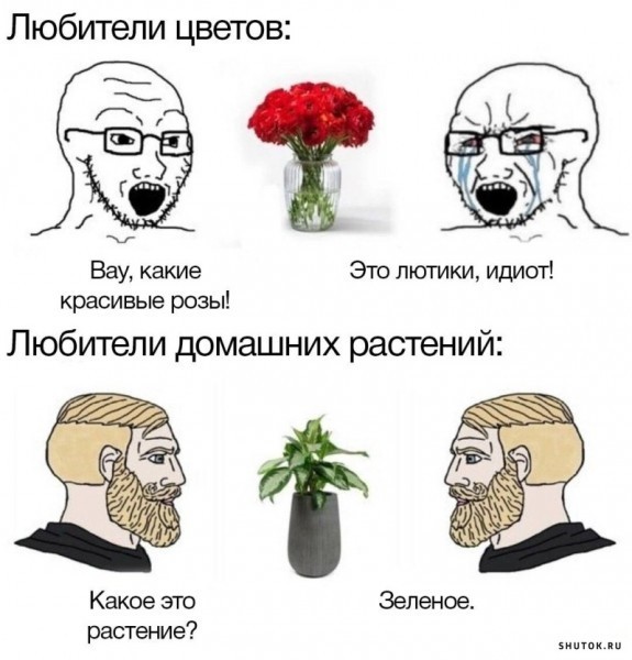 Аспарагусы