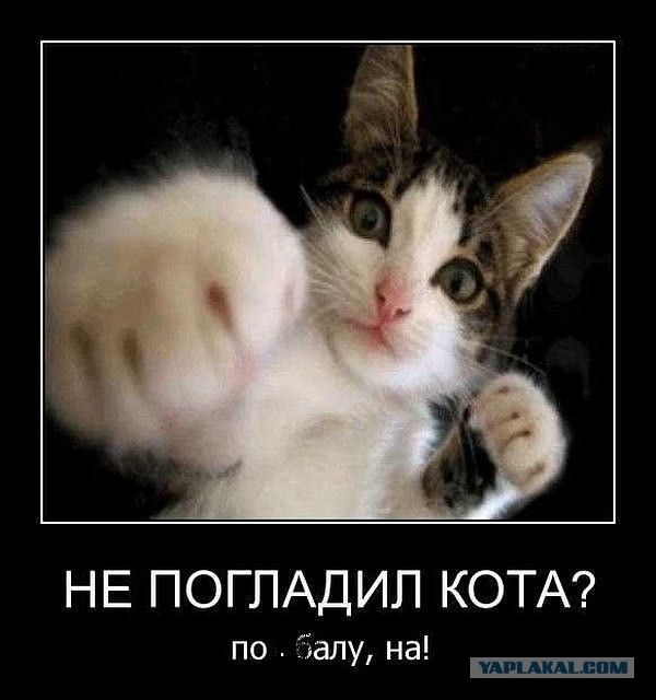 А точнее - леопард