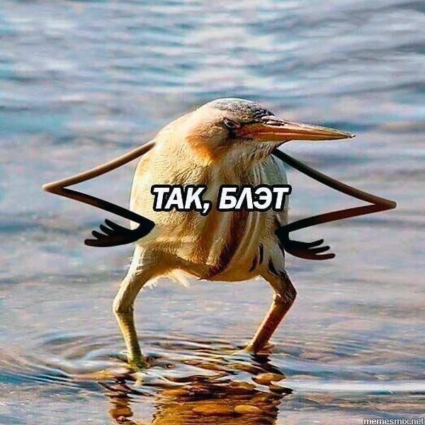 Птица , которую я терпеть не могу