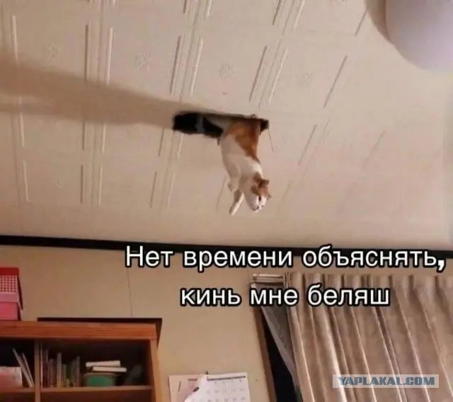 Картинки для деградации 274 (разной степени свежести)