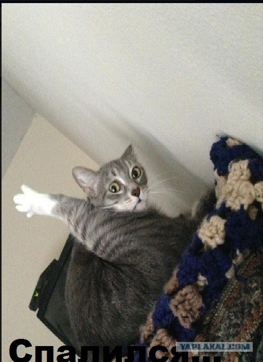 Этому коту явно нечего делать.