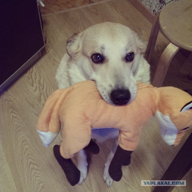 Что такое собака в доме