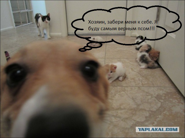 Коты и собаки