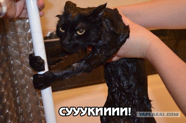 Котейка в восторге от купания