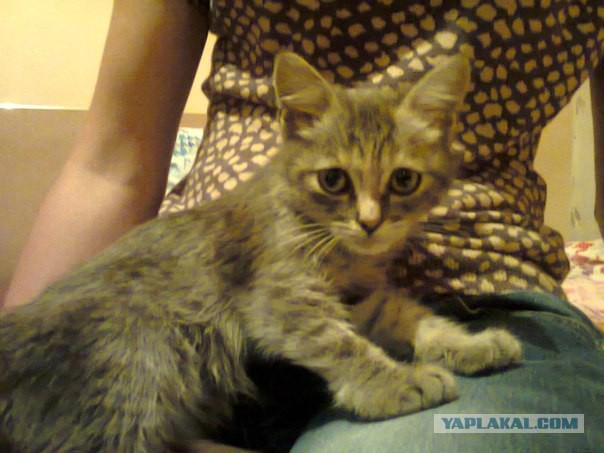 Котовторник 02.09.2014