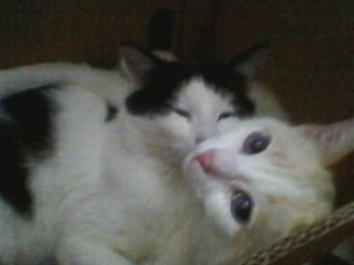 Мой пропавший Кот
