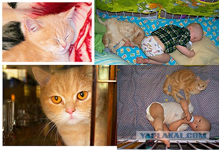 Коты, из которых получились прекрасные няни