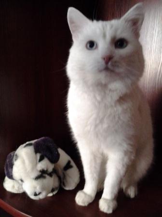 Котовторник 07 04 2015