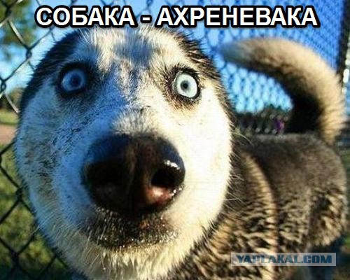 Мракобесие в скринах -15