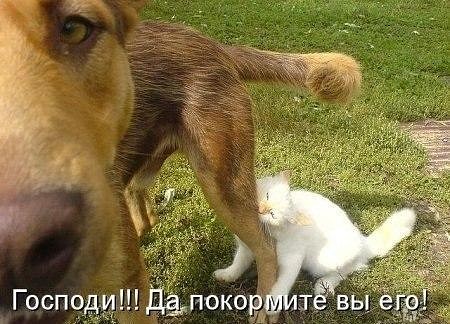 Прикольные коты