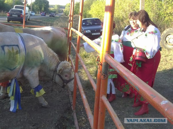 Перемога в картинках