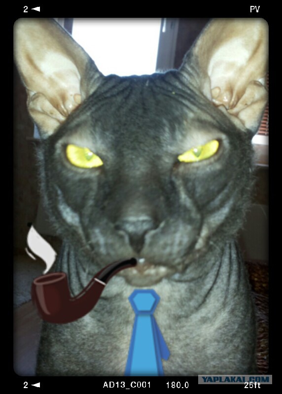 Уехала жена - пришли животные...