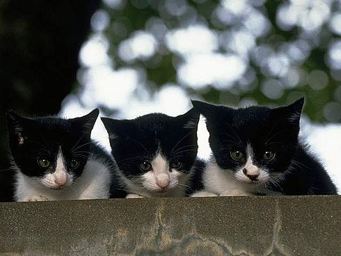 Коты, кошки, котята