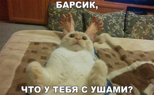 Подборка картинок 16.02.16