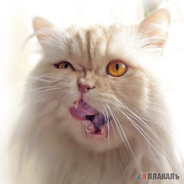 Коты, кошки, котята