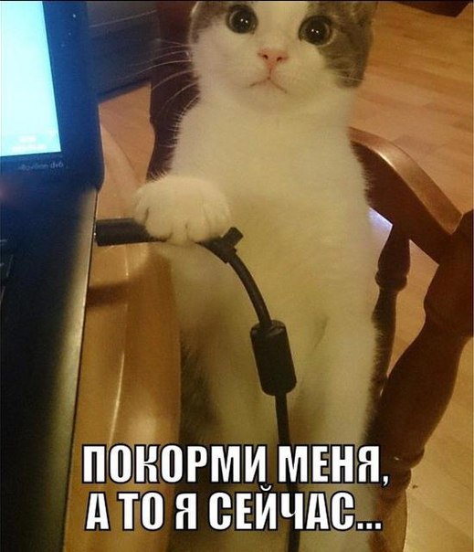 Мохнатые беспредельщики