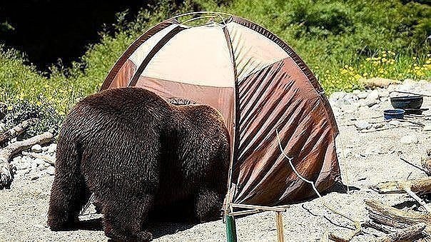 Прикольные животные