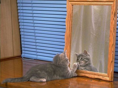 Коты из сети