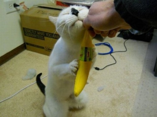 Коты из сети