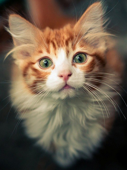 Коты из сети