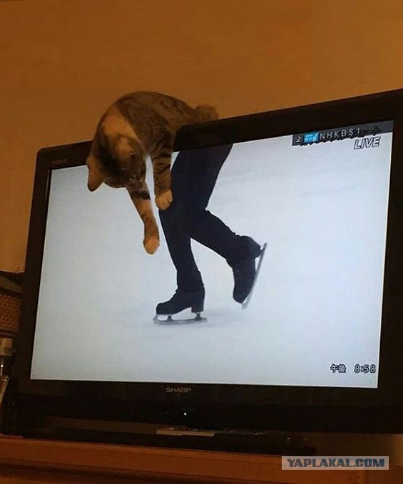 Пока в мире царит неведомая ерунда, моя кошка угомонила телевизор