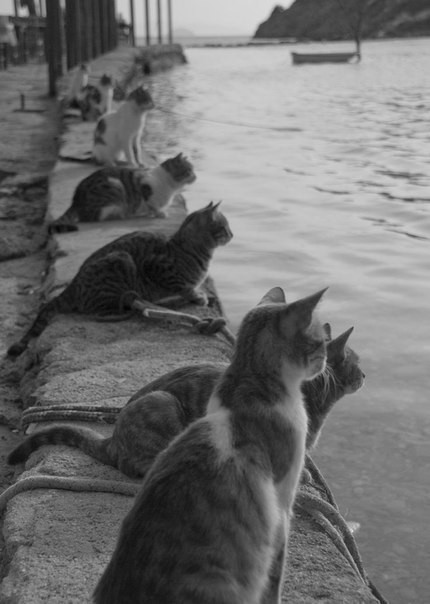 Коты и Кошки