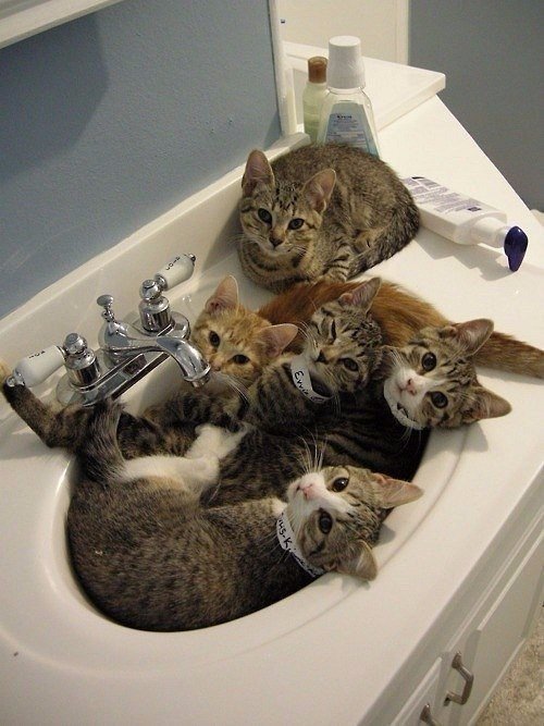 Коты и Кошки