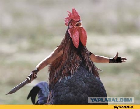 Как не надо жарить курицу