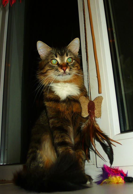 Коты и Кошки