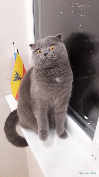 Котейка поломался