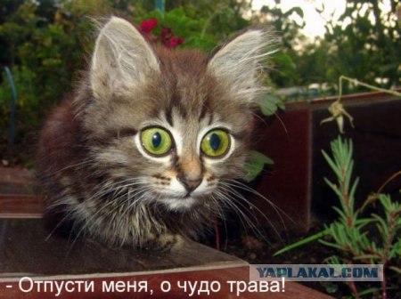 Котовторник на ЯПлакалъ (03.06), котята (31 шт)