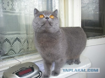 Кот Нельсон